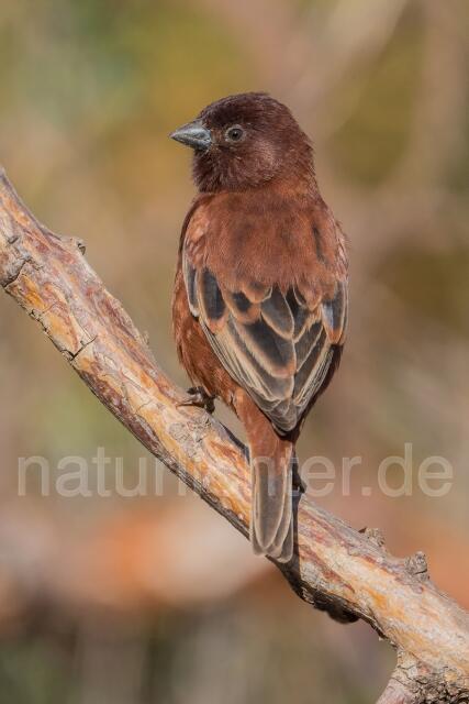 W23895 Maronensperling,Chestnut Sparrow
