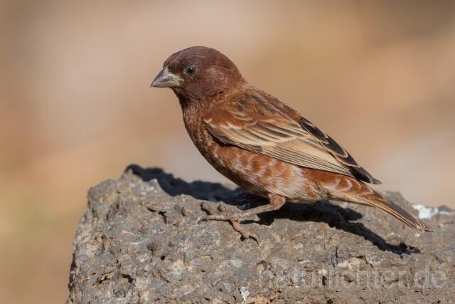 W23897 Maronensperling,Chestnut Sparrow