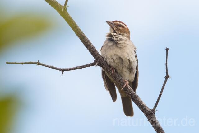 W23909 Kastanienscheitelweber,Chestnut-crowned Sparrow-weaver - Peter Wächtershäuser