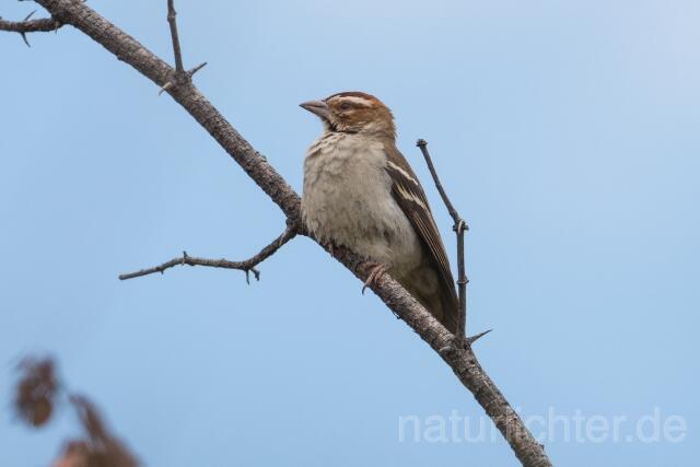 W23910 Kastanienscheitelweber,Chestnut-crowned Sparrow-weaver