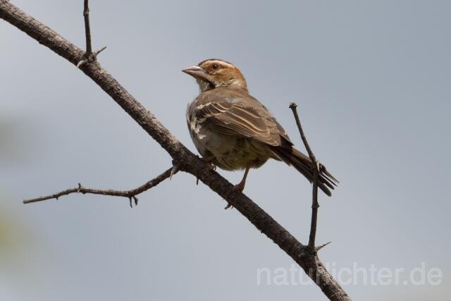 W23917 Kastanienscheitelweber,Chestnut-crowned Sparrow-weaver