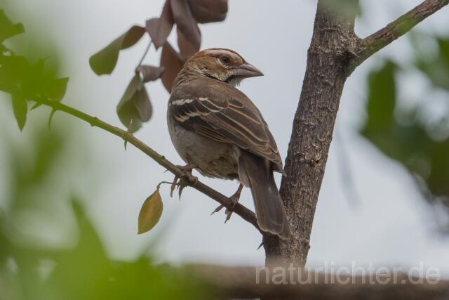 W23918 Kastanienscheitelweber,Chestnut-crowned Sparrow-weaver - Peter Wächtershäuser