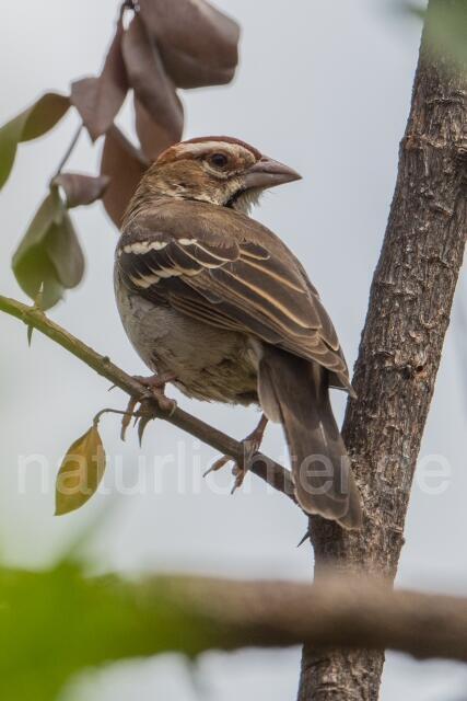 W23919 Kastanienscheitelweber,Chestnut-crowned Sparrow-weaver - Peter Wächtershäuser