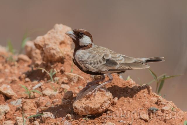 W23931 Harlekinlerche,Chestnut-headed Sparrow-Lark