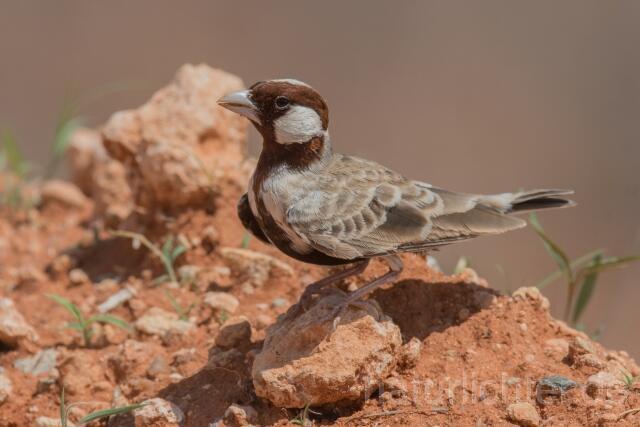 W23932 Harlekinlerche,Chestnut-headed Sparrow-Lark