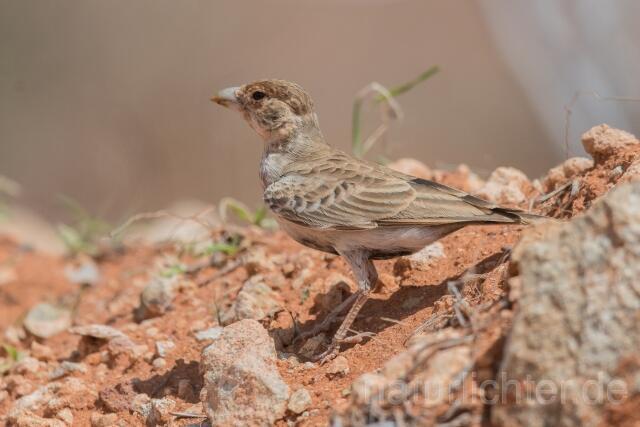 W23934 Harlekinlerche,Chestnut-headed Sparrow-Lark