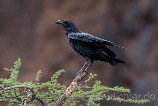 W24052 Borstenrabe,Fan-tailed Raven