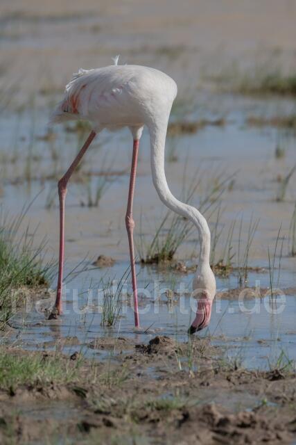 W24146 Rosaflamingo,Greater Flamingo