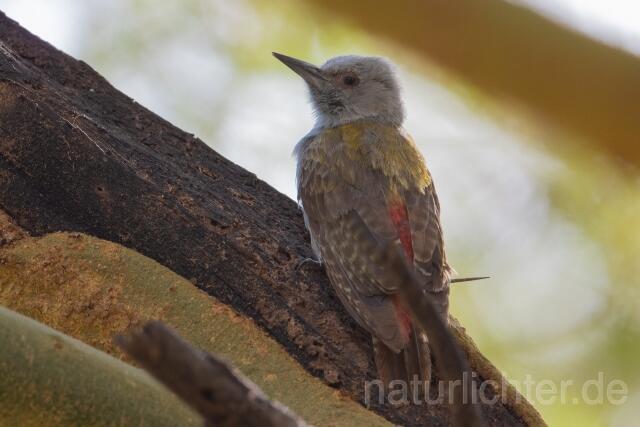 W24181 Graubrustspecht,African Grey Woodpecker - Peter Wächtershäuser