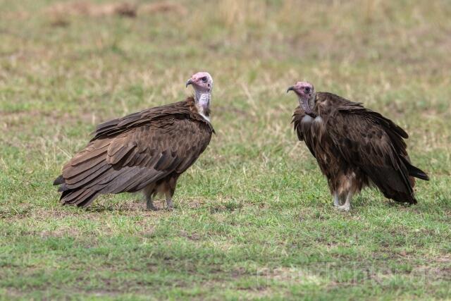 W24279 Kappengeier,Hooded Vulture