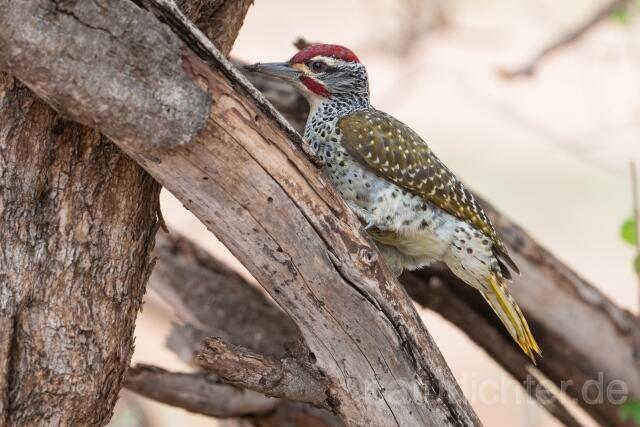 W24482 Nubierspecht,Nubian Woodpecker