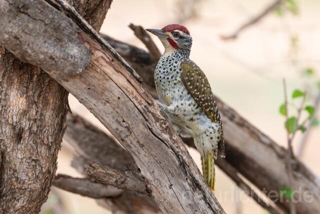 W24486 Nubierspecht,Nubian Woodpecker