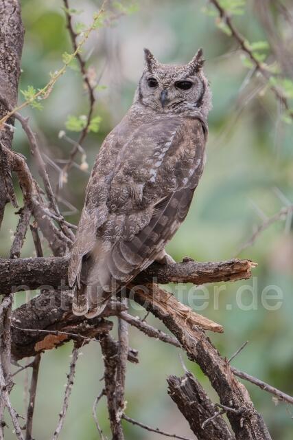 W24878 Fleckenuhu,Spotted Eagle-Owl