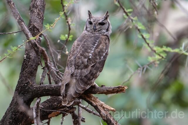 W24879 Fleckenuhu,Spotted Eagle-Owl