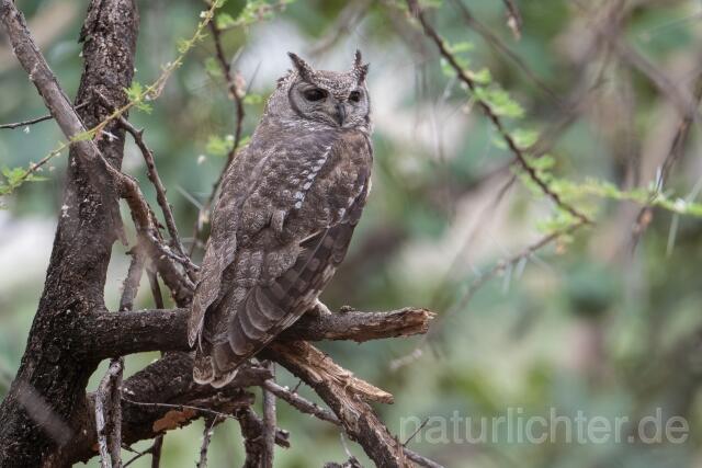 W24880 Fleckenuhu,Spotted Eagle-Owl