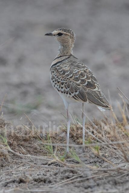 W24987 Doppelband-Rennvogel,Double-banded Courser