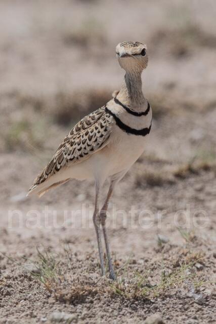 W24999 Doppelband-Rennvogel,Double-banded Courser