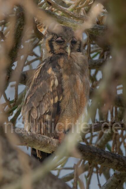 W25015 Blassuhu,Verreaux's Eagle-Owl
