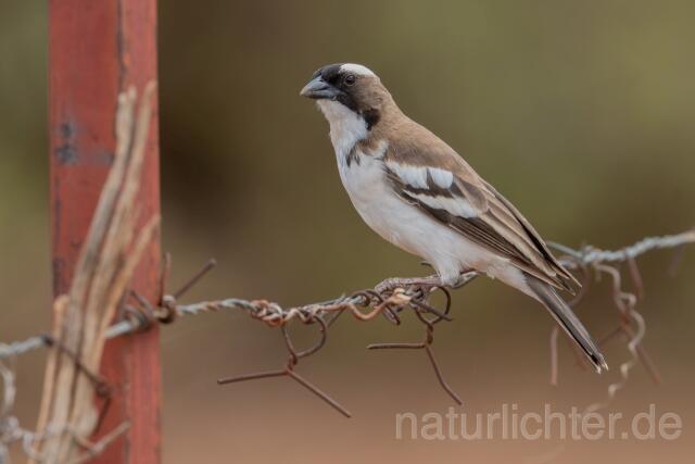 W25130 Weißbrauenweber,White-browed Sparrow-Weaver