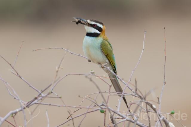 W25200 Weißkehlspint,White-throated Bee-eater