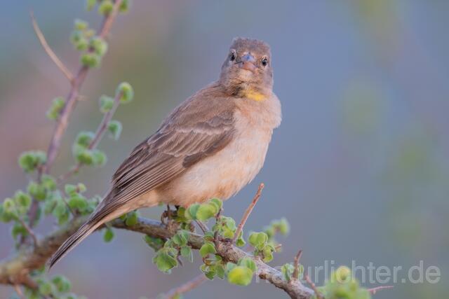 W25272 Sahelsteinsperling,Yellow-spotted Bush Sparrow,Yellow-spotted Petronia - Peter Wächtershäuser