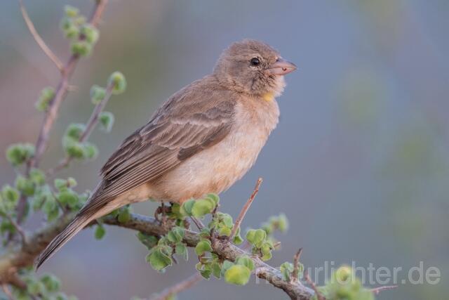 W25274 Sahelsteinsperling,Yellow-spotted Bush Sparrow,Yellow-spotted Petronia - Peter Wächtershäuser