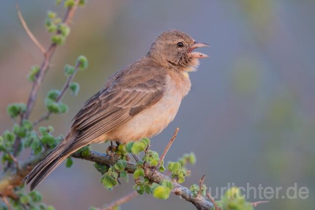 W25276 Sahelsteinsperling,Yellow-spotted Bush Sparrow,Yellow-spotted Petronia - Peter Wächtershäuser