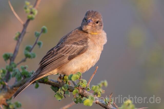 W25278 Sahelsteinsperling,Yellow-spotted Bush Sparrow,Yellow-spotted Petronia - Peter Wächtershäuser