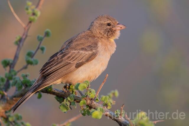 W25279 Sahelsteinsperling,Yellow-spotted Bush Sparrow,Yellow-spotted Petronia - Peter Wächtershäuser