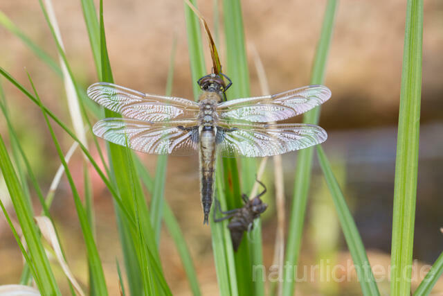 R12355 Vierfleck, Four-Spotted Chaser, Schlupf - Christoph Robiller