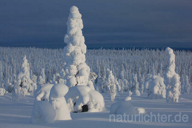 R10002 Riisitunturi im Winter, Finnland, Kuusamo - Christoph Robiller