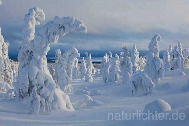 R10009 Riisitunturi im Winter, Finnland, Kuusamo - Christoph Robiller