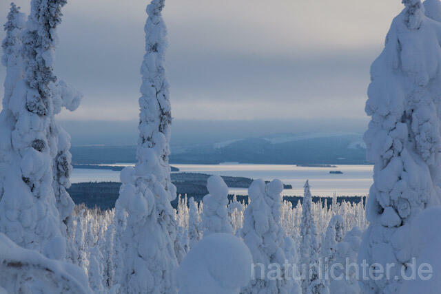 R10011 Riisitunturi im Winter, Finnland, Kuusamo - Christoph Robiller