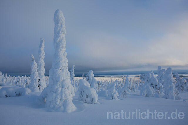 R10013 Riisitunturi im Winter, Finnland, Kuusamo - Christoph Robiller