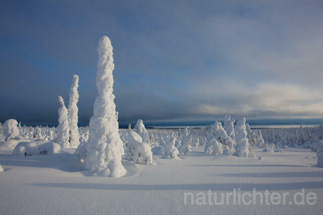 R10015 Riisitunturi im Winter, Finnland, Kuusamo - Christoph Robiller
