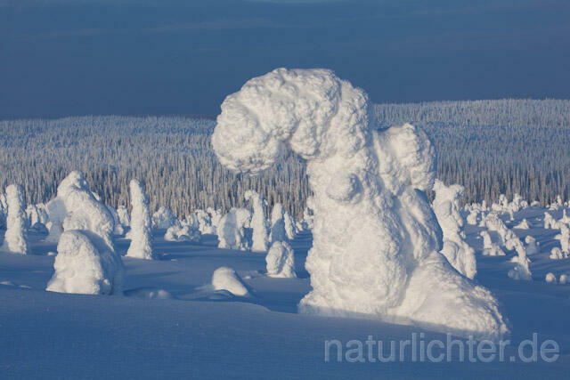R10028 Riisitunturi im Winter, Finnland, Kuusamo - Christoph Robiller
