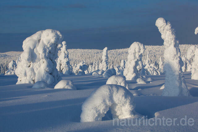 R10032 Riisitunturi im Winter, Finnland, Kuusamo - Christoph Robiller