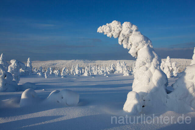 R10035 Riisitunturi im Winter, Finnland, Kuusamo - Christoph Robiller