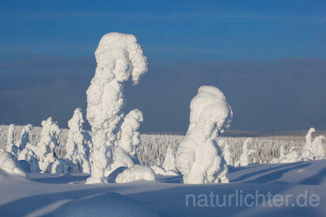 R10038 Riisitunturi im Winter, Finnland, Kuusamo - Christoph Robiller