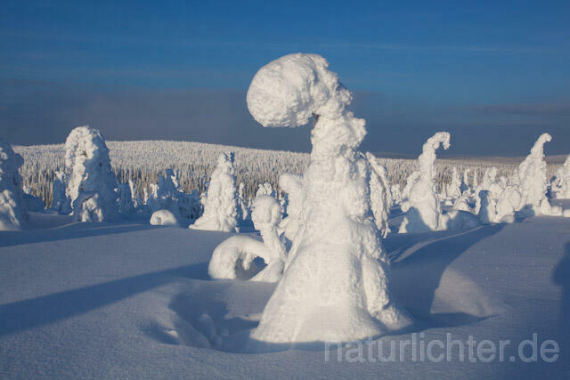 R10041 Riisitunturi im Winter, Finnland, Kuusamo - Christoph Robiller