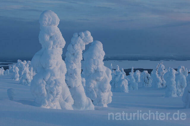 R10055 Riisitunturi im Winter, Finnland, Kuusamo - Christoph Robiller