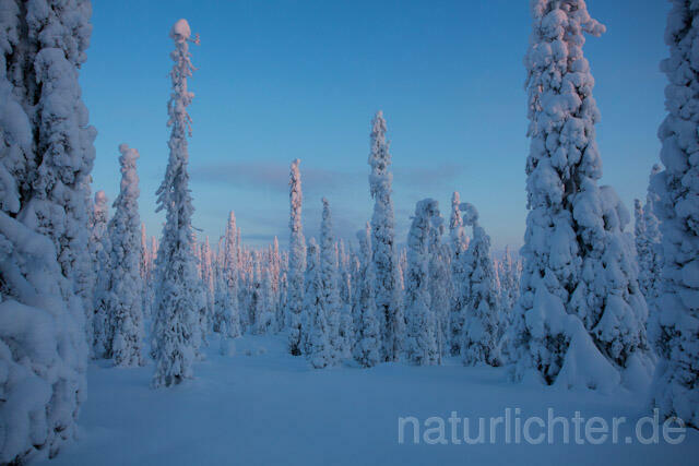 R10063 Riisitunturi im Winter, Finnland, Kuusamo - Christoph Robiller