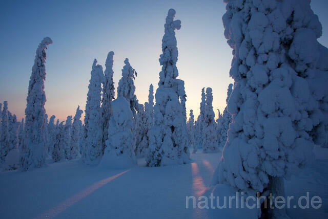 R10065 Riisitunturi im Winter, Finnland, Kuusamo - Christoph Robiller