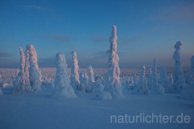 R10066 Riisitunturi im Winter, Finnland, Kuusamo - Christoph Robiller