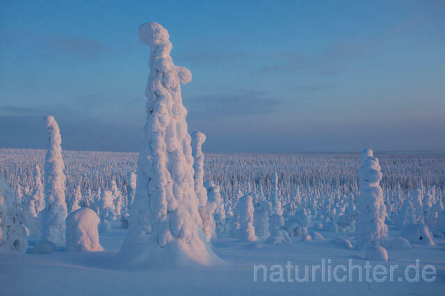 R10068 Riisitunturi im Winter, Finnland, Kuusamo - Christoph Robiller