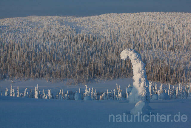 R10102 Riisitunturi im Winter, Finnland, Kuusamo - Christoph Robiller
