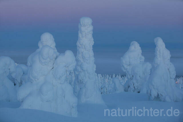 R10130 Rukatunturi im Winter, Finnland, Kuusamo - Christoph Robiller