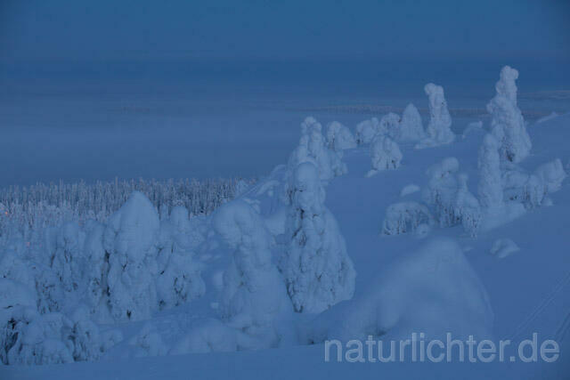 R10138 Rukatunturi im Winter, Finnland, Kuusamo - Christoph Robiller