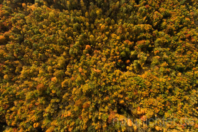 R11949 Nationalpark Hainich, Luftaufnahme - Christoph Robiller