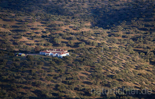 R9123 Finca im Steineichenwald, Dehesa, Extremadura - Christoph Robiller